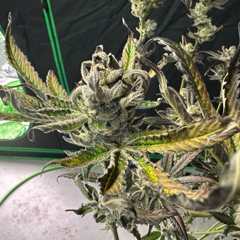 MiscxLAZ #29 C growlog timeline photo