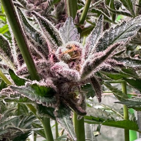 MiscxLAZ #37 C growlog photo: Herm / male flowers