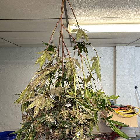 CxLAZ #03 C #1 58.58g growlog timeline photo