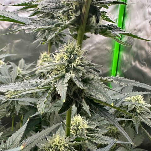 CxLAZ #15 C #1 growlog timeline photo