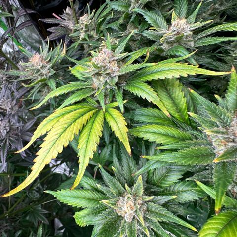 Fuel D.OG #1 Female 47.36g growlog timeline photo