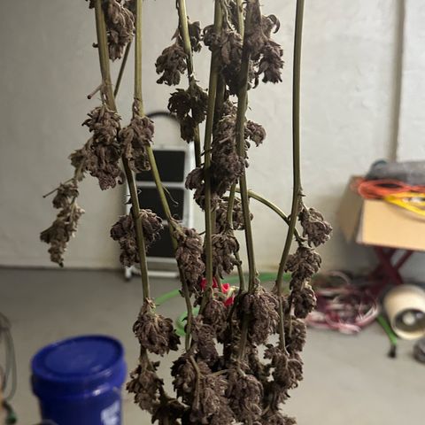 MiscxLAZ #22 C 42.33g growlog photo: Moved to pan