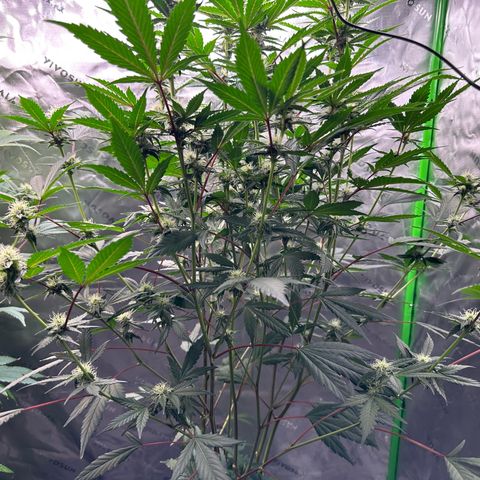 CxLAZ #15 C #1 growlog timeline photo