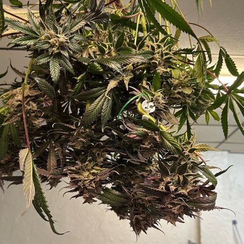 CxLAZ #03 C #1 58.58g growlog timeline photo