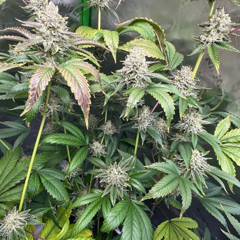 MiscxLAZ #26 C #2 growlog timeline photo
