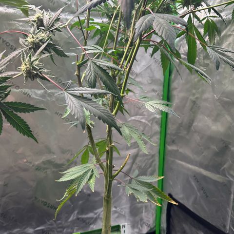 CxLAZ #15 C #1 growlog timeline photo
