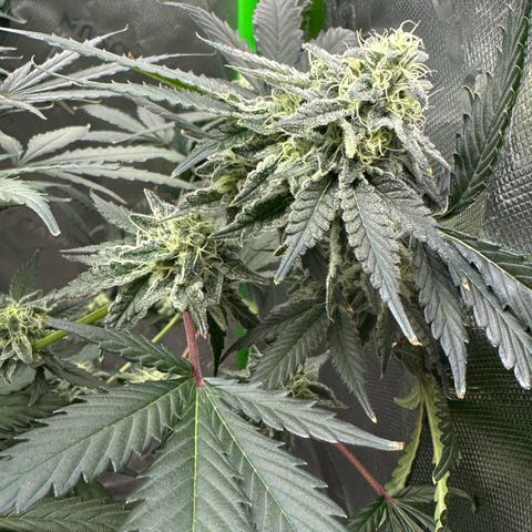 CxLAZ #15 C #1 growlog timeline photo