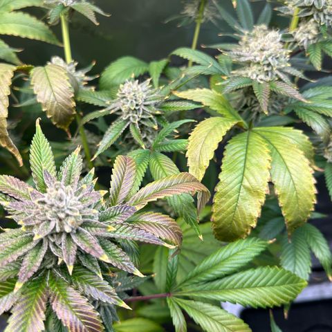 MiscxLAZ #26 C #2 growlog timeline photo