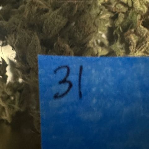 CxLAZ #31 C growlog photo: Moved to pan
Herm