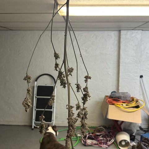 CxLAZ #31 C growlog photo: Moved to pan
Herm