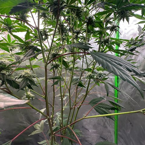 CxLAZ #15 C #1 growlog timeline photo
