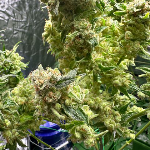 Fuel D.OG #1 Female 47.36g growlog timeline photo