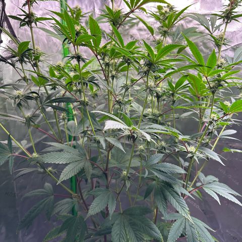 MiscxLAZ #26 C #2 growlog timeline photo
