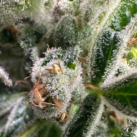 CxLAZ #31 C growlog photo: Herm / male flowers