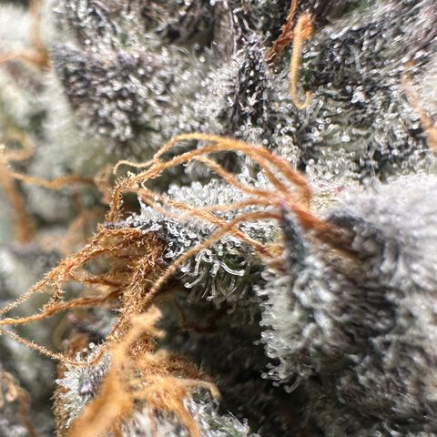 CxLAZ #03 C #1 58.58g growlog timeline photo