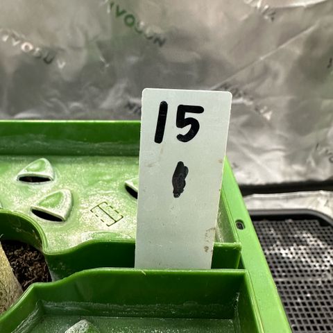 CxLAZ #15 C #1 growlog timeline photo