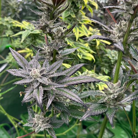 MiscxLAZ #29 C growlog timeline photo