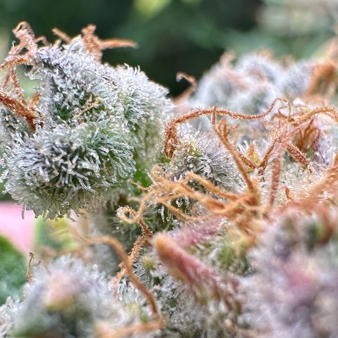 Fuel D.OG #1 Female 47.36g growlog timeline photo