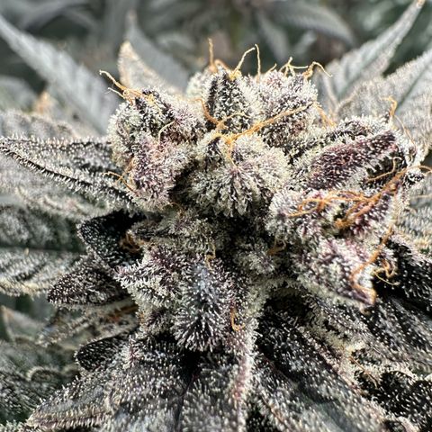 MiscxLAZ #22 C 42.33g growlog timeline photo