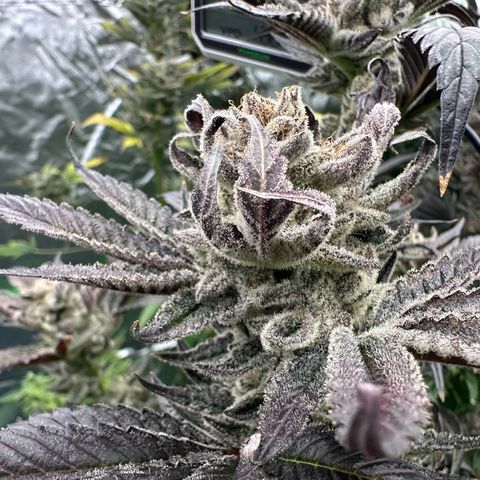 MiscxLAZ #29 C growlog timeline photo
