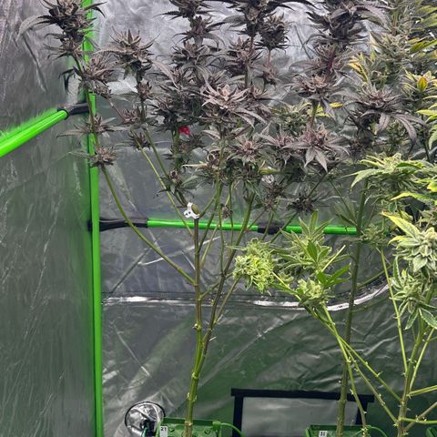 MiscxLAZ #27 C 39g growlog timeline photo