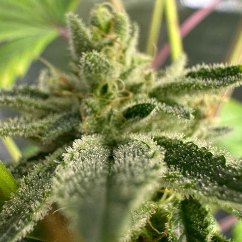 MiscxLAZ #26 C #2 growlog timeline photo