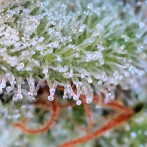 CxLAZ #15 C #1 growlog timeline photo