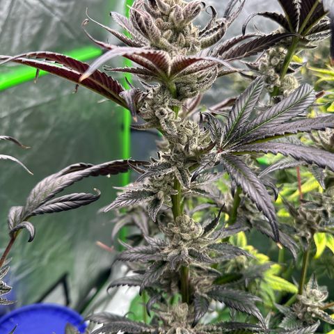 MiscxLAZ #29 C growlog timeline photo