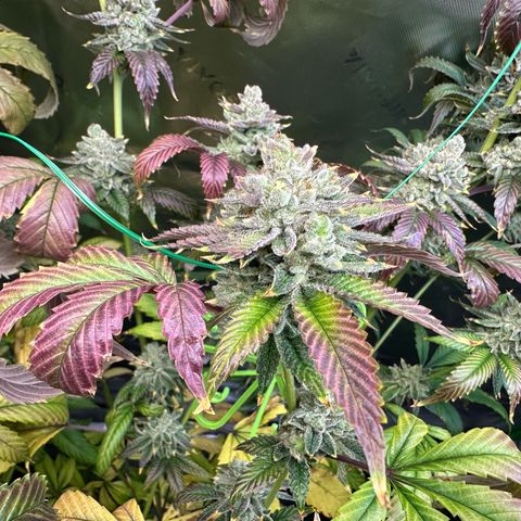 MiscxLAZ #26 C #2 growlog timeline photo