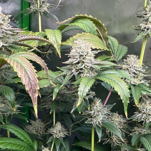 MiscxLAZ #26 C #2 growlog timeline photo
