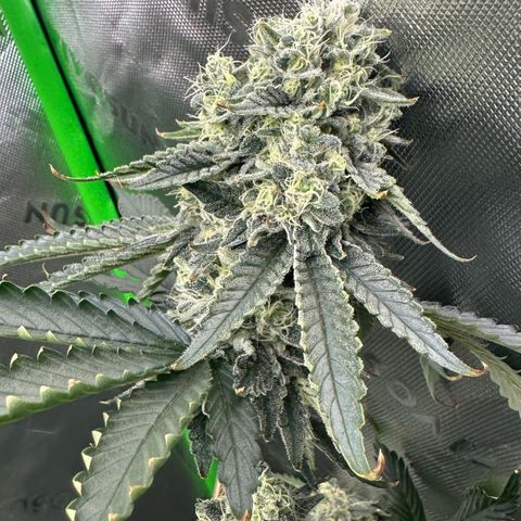 CxLAZ #15 C #1 growlog timeline photo