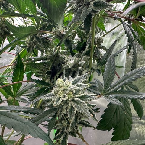 CxLAZ #15 C #1 growlog timeline photo