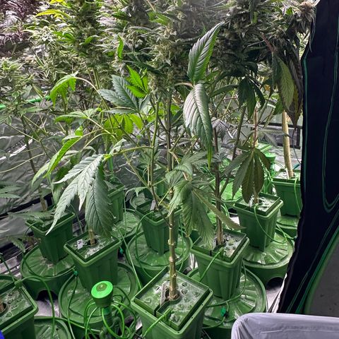 Fuel D.OG #1 Female 47.36g growlog timeline photo
