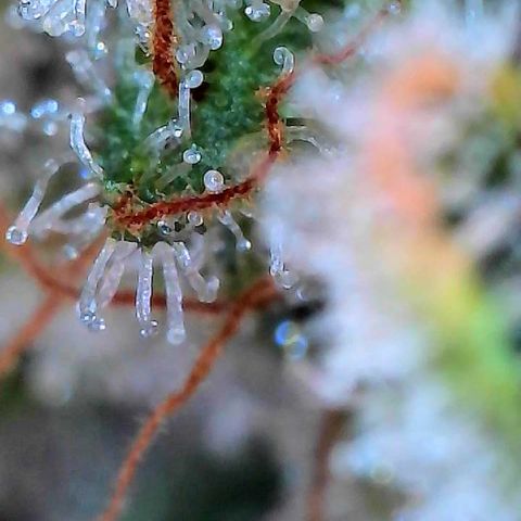 MiscxLAZ #26 C #2 growlog timeline photo