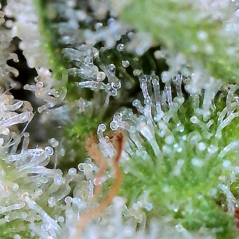 MiscxLAZ #26 C #2 growlog timeline photo
