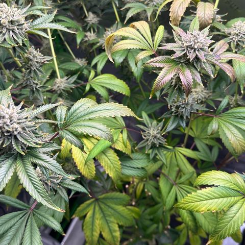 MiscxLAZ #26 C #2 growlog timeline photo