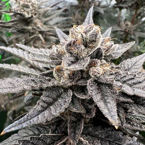 MiscxLAZ #22 C 42.33g growlog timeline photo