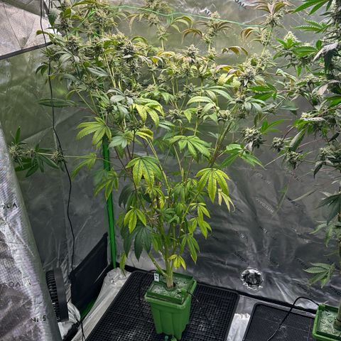 MiscxLAZ #26 C #2 growlog timeline photo
