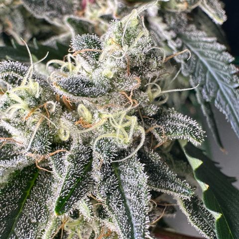 CxLAZ #15 C #1 growlog timeline photo