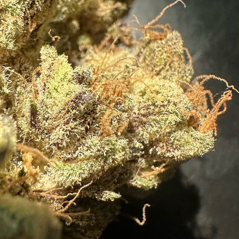 CxLAZ #16 50.72g growlog photo: Moved to bag with Integra packs