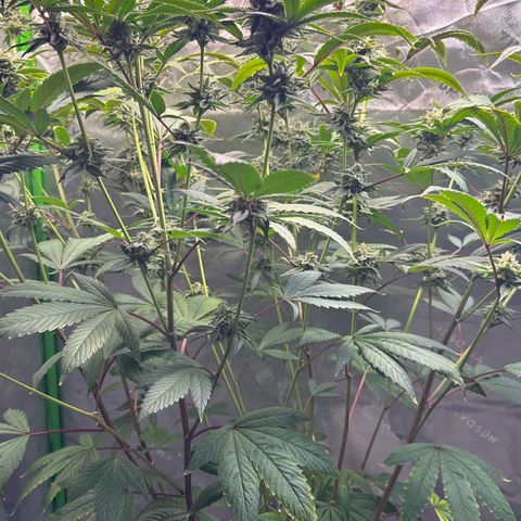 MiscxLAZ #26 C #2 growlog timeline photo