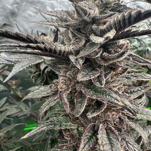 MiscxLAZ #22 C 42.33g growlog timeline photo