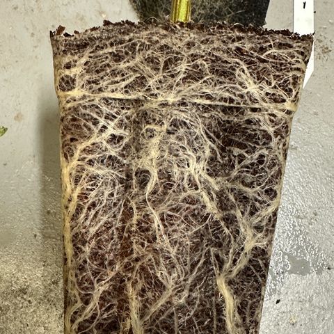 CxLAZ #03 C #1 58.58g growlog timeline photo