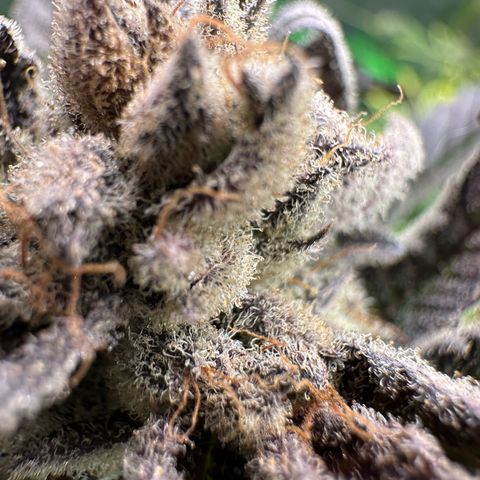 MiscxLAZ #29 C growlog timeline photo