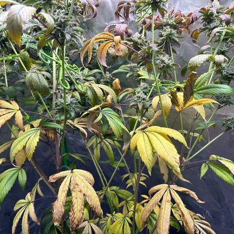 MiscxLAZ #26 C #2 growlog timeline photo