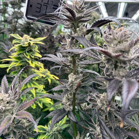 MiscxLAZ #29 C growlog timeline photo