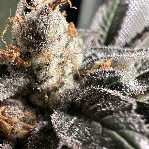 CxLAZ #03 C #1 58.58g growlog photo: Herm / male flowers