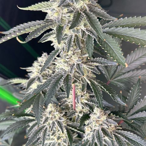CxLAZ #15 C #1 growlog timeline photo
