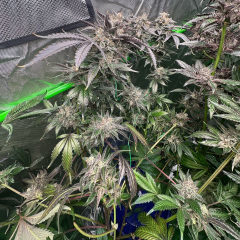 CxLAZ #03 C #1 58.58g growlog timeline photo