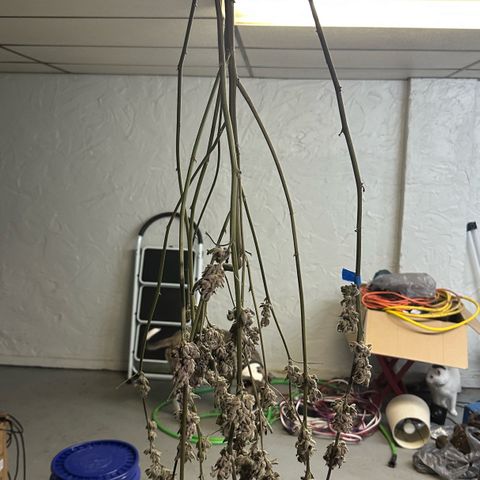 MiscxLAZ #29 C growlog photo: Moved to pan